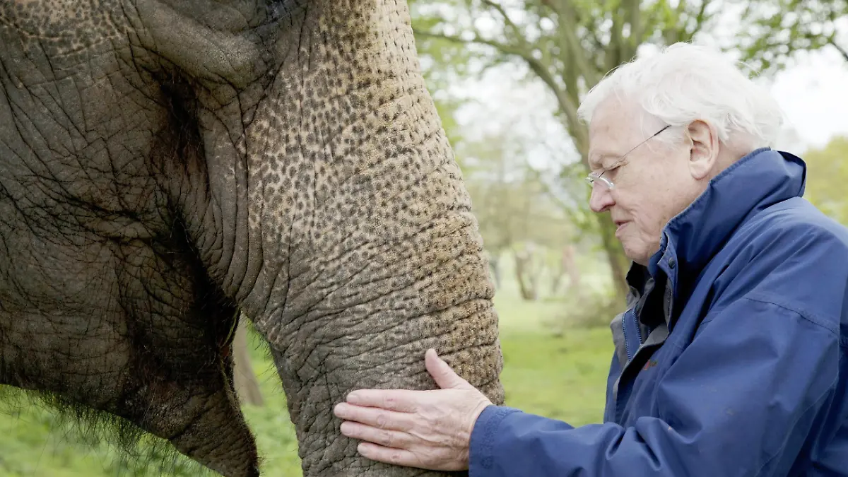 David Attenborough spricht über die Lebensdauer von wildlebenden Elefanten.