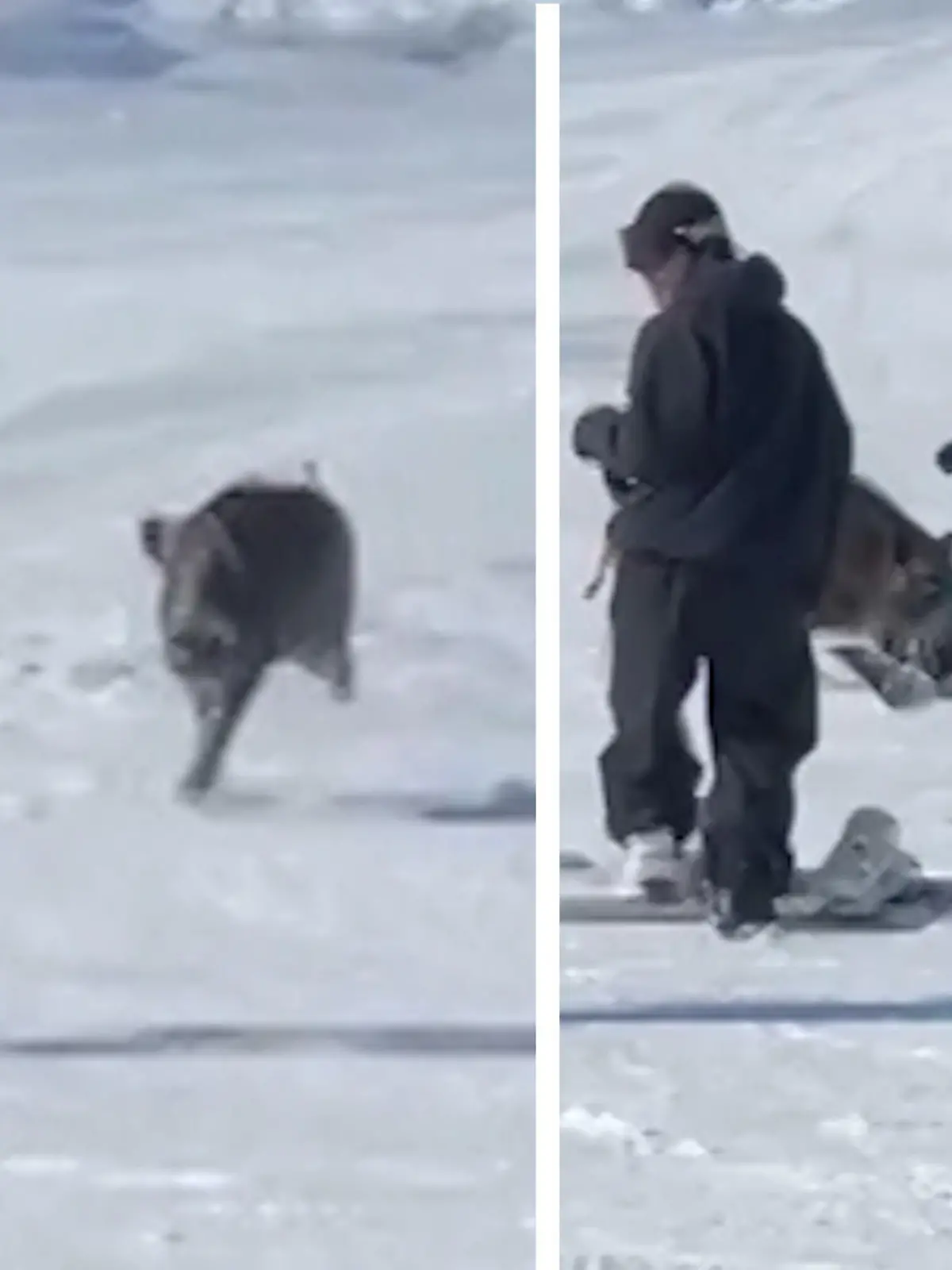 Wie aus dem Nichts kommt in einem japanischen Skigebiet eine Wildsau angerannt und schnappt nach dem Snowboard eines Wintersportlers. Glücklicherweise wurde durch das Aufeinandertreffen aber niemand verletzt!