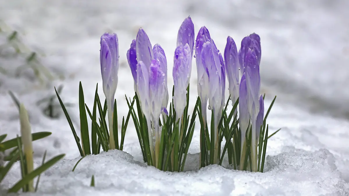 Krokusse in voller Blüte Krokusse, die schon während der Winterzeit im Schnee in Blüte sind Essen Nordrhein-Westfalen Deutschland *** Crocuses in full bloom crocuses already in bloom during the winter time in the snow Essen North Rhine Westphalia Germany
