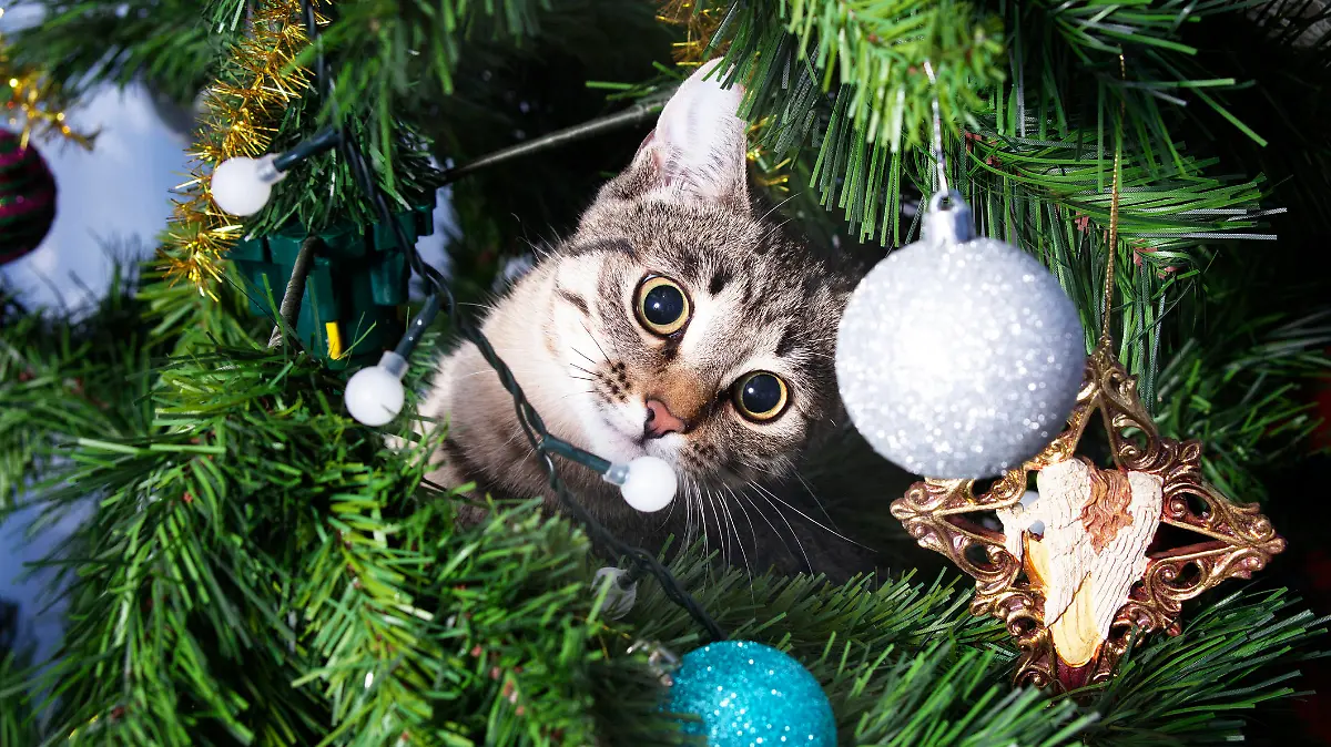 Katzen lieben es, im Tannenbaum zu klettern.