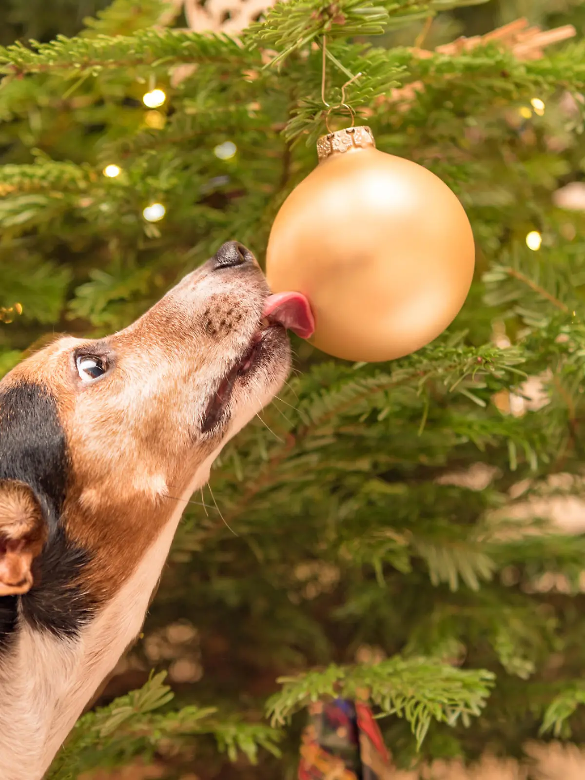 Hund leckt an Weihnachtsbaumkugel