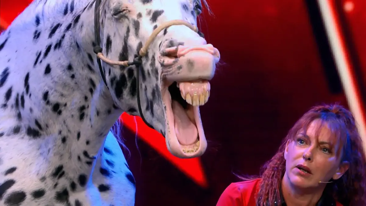 Tierische Momente bei „Das Supertalent“ 2019 Pferde, Hunde, Schweine und Co.