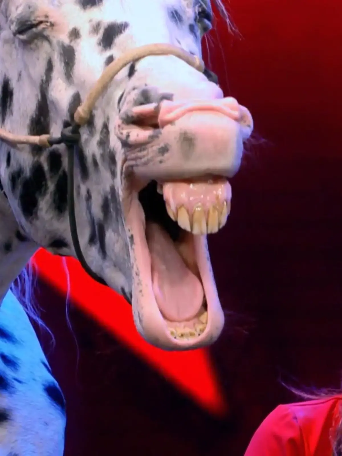 Bild zu: "Tierische Momente bei „Das Supertalent“ 2019"