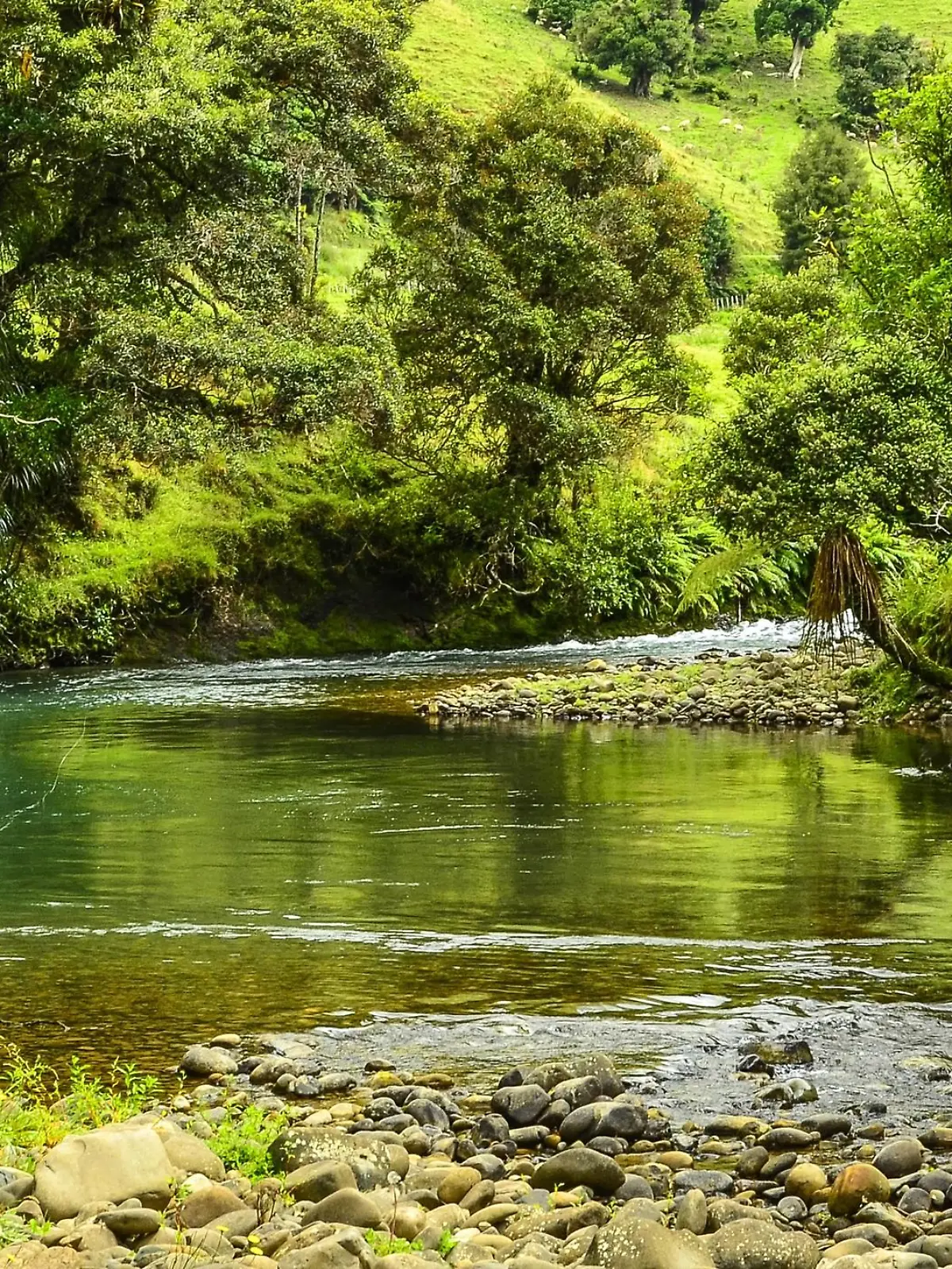 Awakino River in Neuseeland