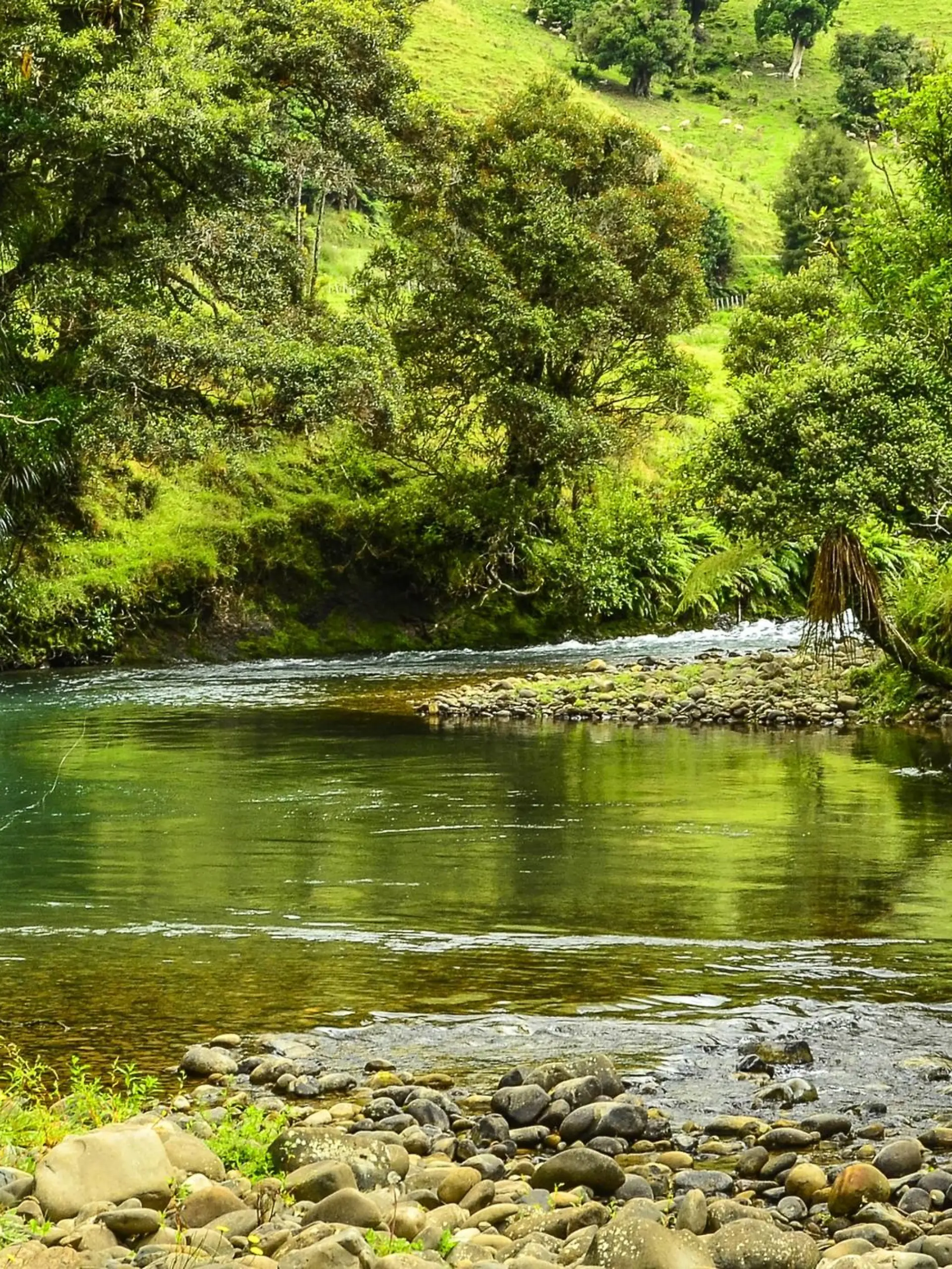 Awakino River in Neuseeland