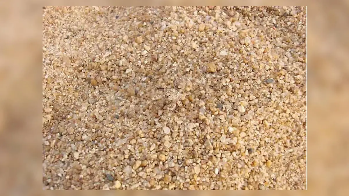 Spinne auf Kieselsteinen