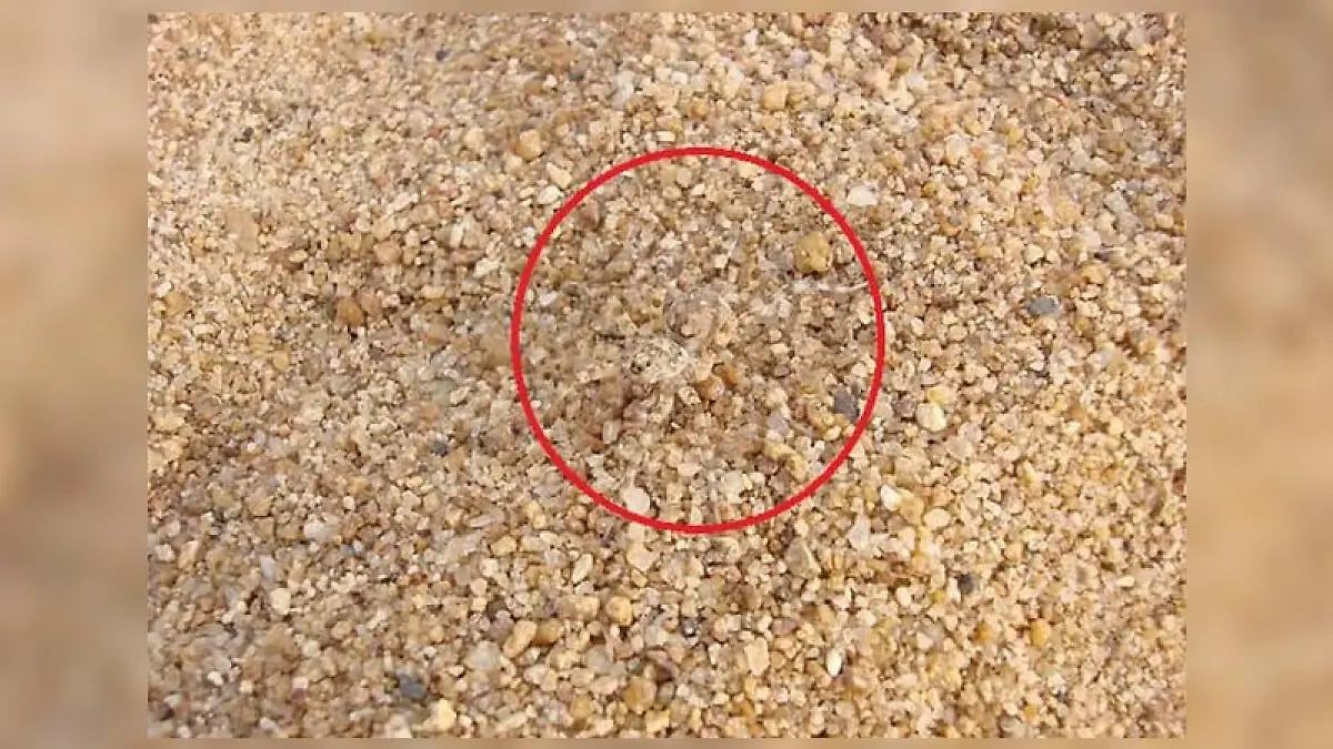 Spinne auf Kieselsteinen