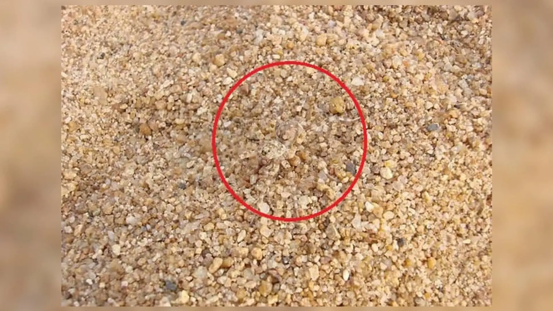 Spinne auf Kieselsteinen