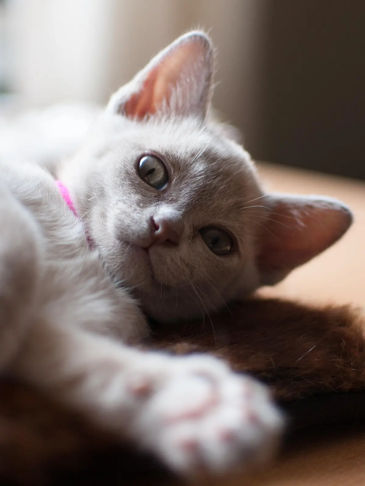 hkm Burma Katze: 8 Wochen altes Katzenkind, 07.04.2016, Plettenberg, Fotograf: Julia Panzer