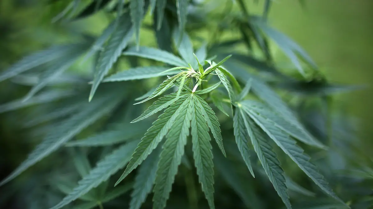 ARCHIV - Hanf-Pflanzen (Cannabis) wachsen am 15.07.2014 in Köln (Nordrhein-Westfalen) in einem Garten. Foto: Oliver Berg/dpa (zu lrs "CDU-Spitze Rheinland-Pfalz lehnt Freigabe von Cannabis ab" vom 18.05.2015) +++(c) dpa - Bildfunk+++