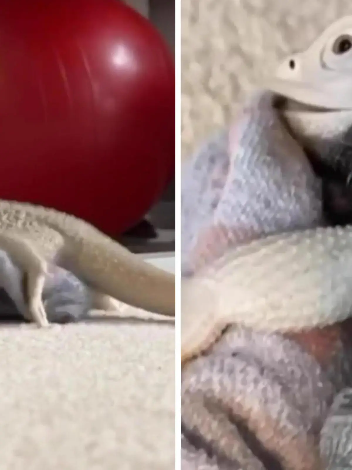 Dass auch Tiere Vorlieben haben, ist wohl kein Geheimnis. Während manche Hunde regelmäßig Schlappen anknabbern, steht eine Echse auf Strümpfe. Doch ihr Socken-Festisch geht vielleicht in eine andere Richtung, als Sie jetzt denken. Was das Tier genau mit den Strümpfen teibt, sehen Sie im Video.