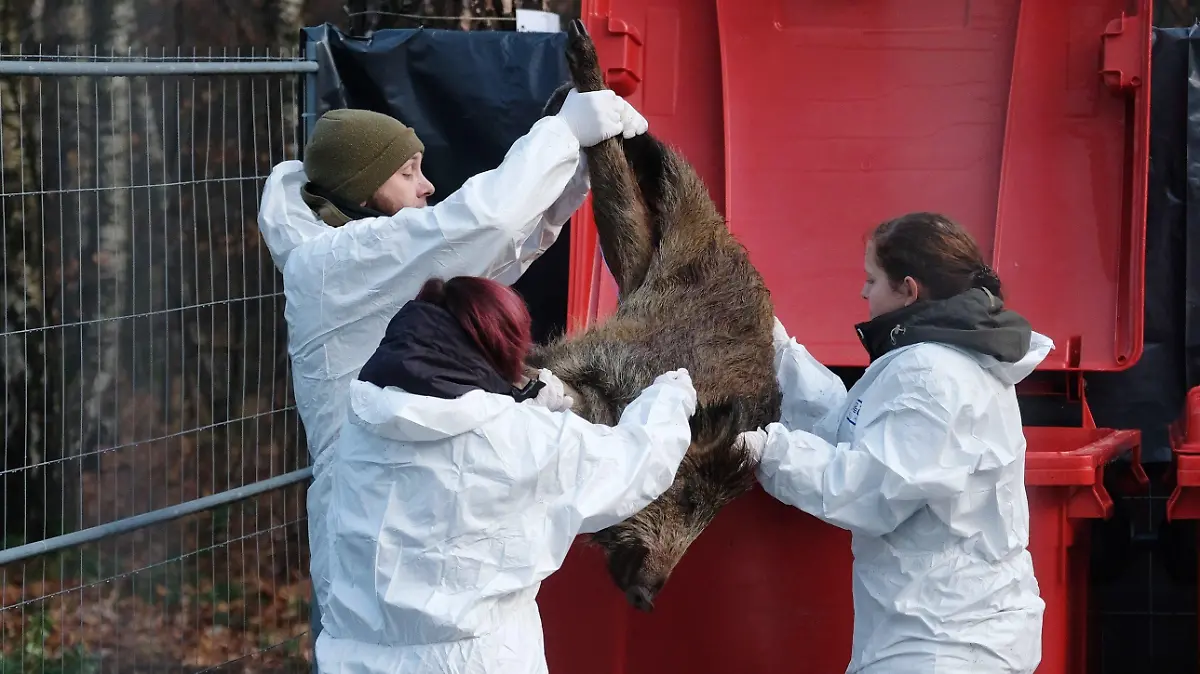 03.12.2019, Sachsen, Grimma: Mitarbeiter eines Veterinäramtes sichern während einer Übung ein totes Wildschwein. Mit einer realitätsnahen Tierseuchenübung bereiteten sich Sachsens Behörden und Verwaltungen auf ein eventuelles Auftreten der afrikanischen Schweinegrippe vor. Foto: Sebastian Willnow/dpa-Zentralbild/dpa +++ dpa-Bildfunk +++