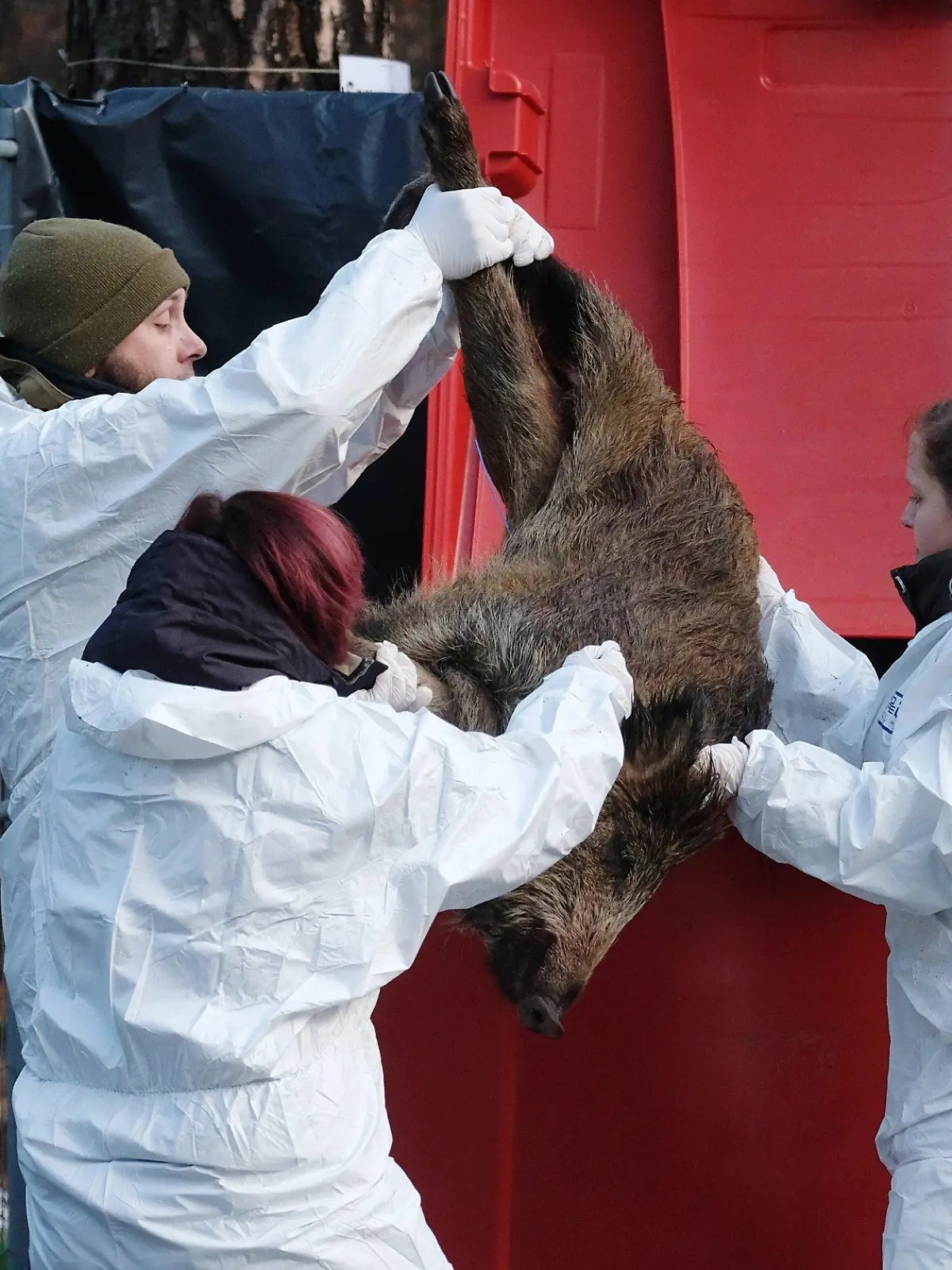 03.12.2019, Sachsen, Grimma: Mitarbeiter eines Veterinäramtes sichern während einer Übung ein totes Wildschwein. Mit einer realitätsnahen Tierseuchenübung bereiteten sich Sachsens Behörden und Verwaltungen auf ein eventuelles Auftreten der afrikanischen Schweinegrippe vor. Foto: Sebastian Willnow/dpa-Zentralbild/dpa +++ dpa-Bildfunk +++