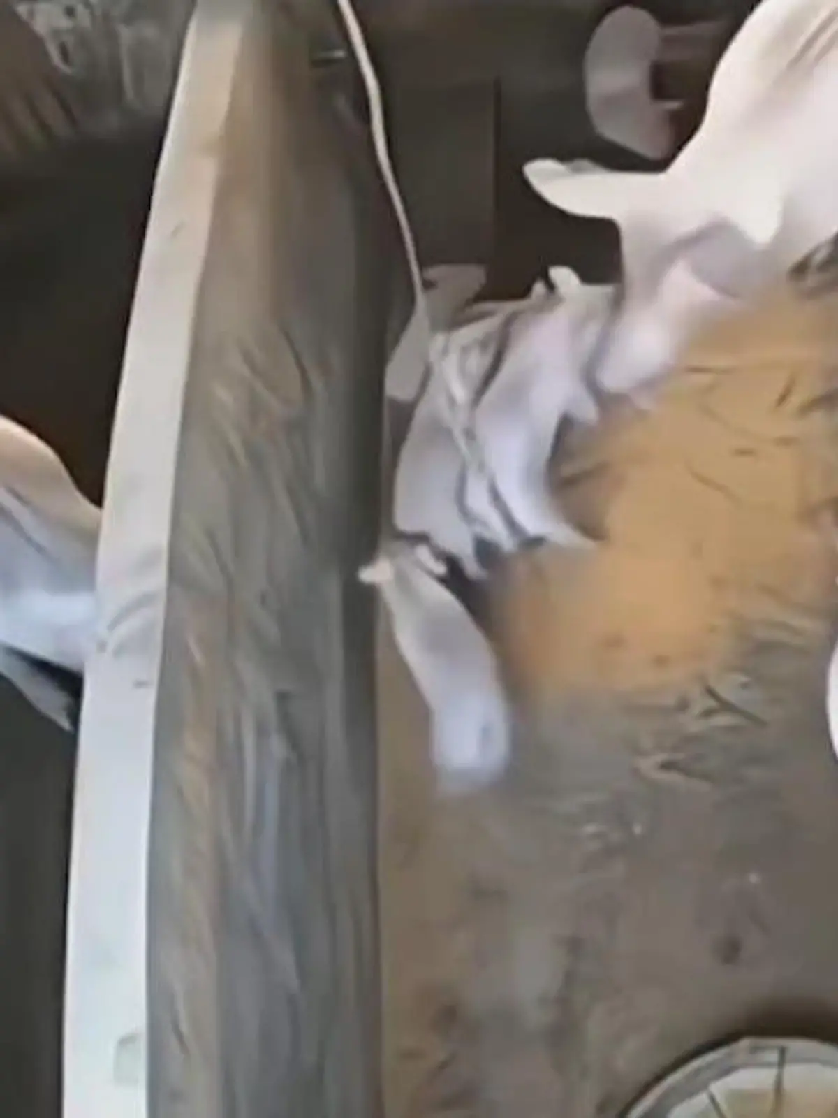Wenn Mama am Fressen ist, will sie in Ruhe gelassen werden. Diese Lektion hat jetzt ein Schweinchen auf die harte Tour lernen müssen. Denn als es zum wiederholten Male durch das Fressen der Schweinemama schlittert, kickt die es kurzerhand über den Zaun ins Nachbargehege.