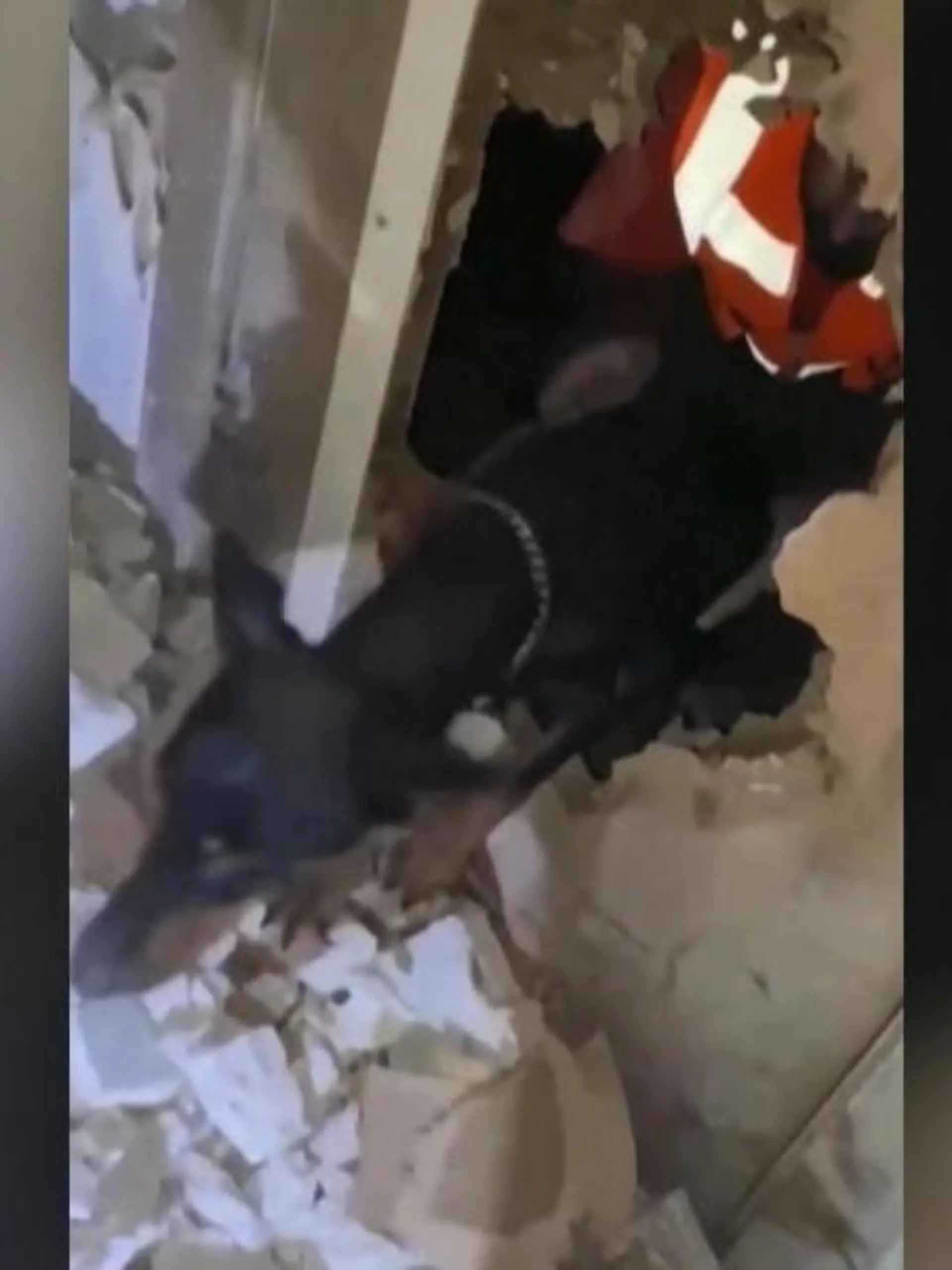 Ein Monat ist seit dem verheerenden Erdbeben in der Türkei und Syrien vergangen. Jetzt haben Einsatzkräfte eine Dobermann-Hündin aus einem Kellerraum befreit. Und sieh hatte noch eine Überraschung: Während sie eingeschlossen war, hat sie drei Welpen auf die Welt gebracht.