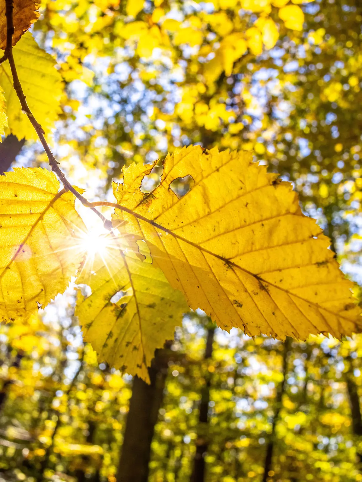  Goldener Oktober im Taunus Die Sonne scheint bei blauem Himmel im Taunus mit dem herbstlich verfärbten Wald., Kronberg Deutschland *** Golden October in the Taunus The sun shines under a blue sky in the Taunus with the autumnal forest , Kronberg Germany