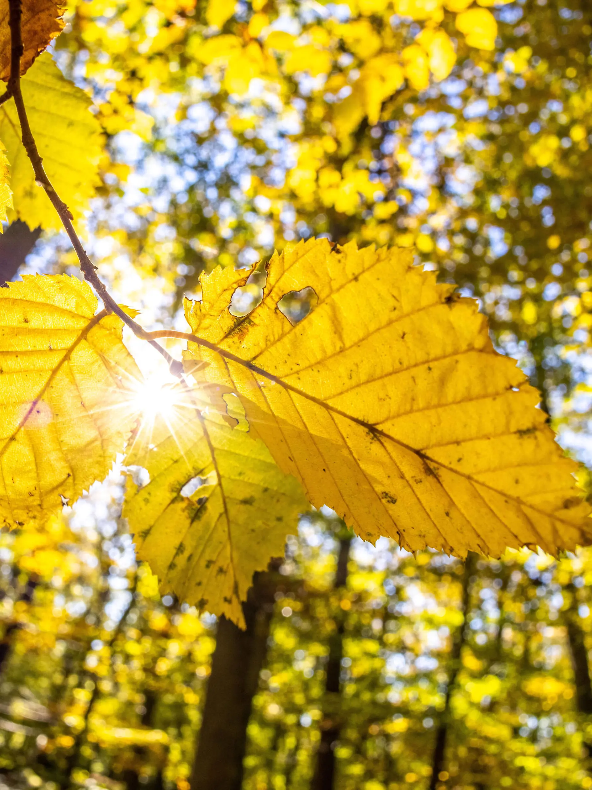  Goldener Oktober im Taunus Die Sonne scheint bei blauem Himmel im Taunus mit dem herbstlich verfärbten Wald., Kronberg Deutschland *** Golden October in the Taunus The sun shines under a blue sky in the Taunus with the autumnal forest , Kronberg Germany