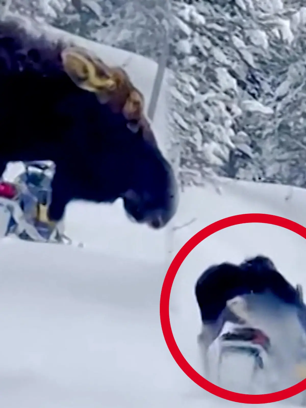 In Idaho kam es zu einem besonders heiklen Aufeinandertreffen zwischen zwei Brüdern und einem wilden Elch. Dieser fühlt sich provoziert und stürmt auf einen der beiden Brüder zu.