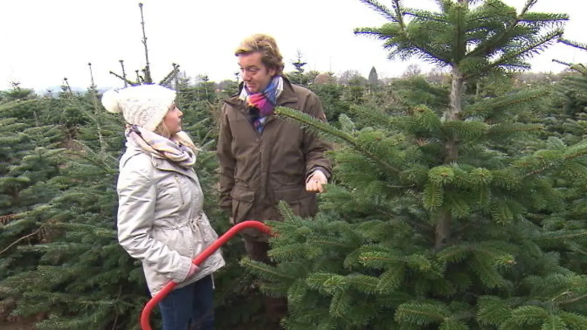 Darauf sollten Sie beim Weihnachtsbaumkauf achten Die besten Tipps von Experten