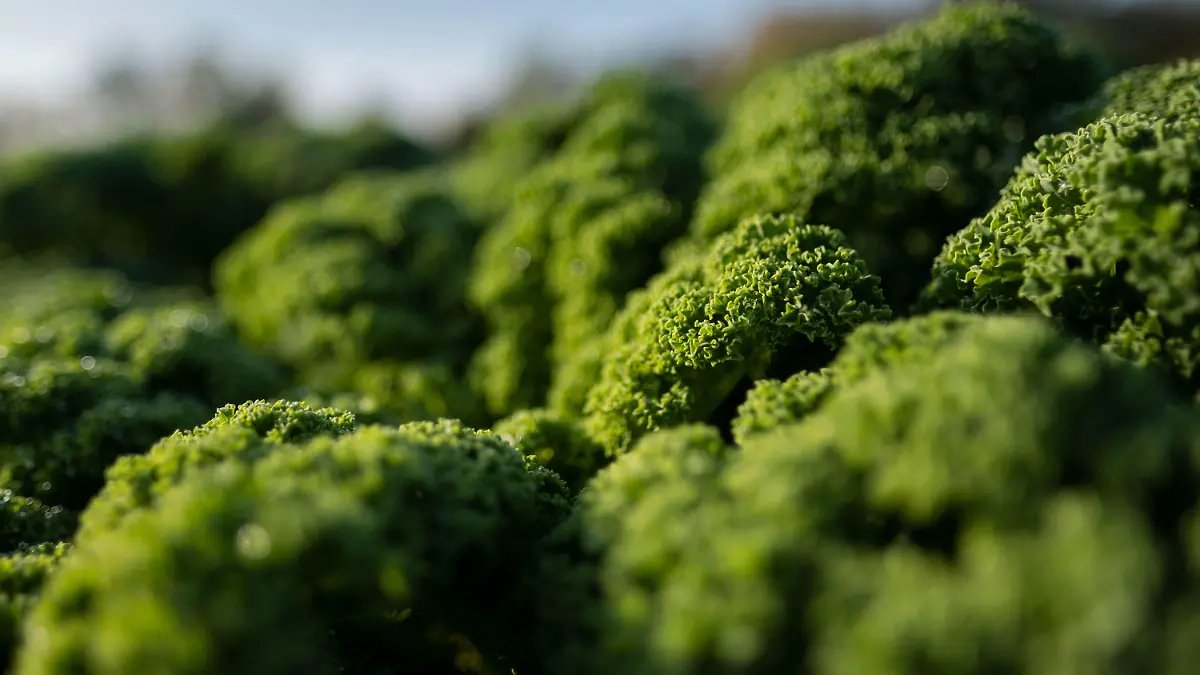 09.11.2019, Niedersachsen, Wunstorf-Liethe: Grünkohl-Pflanzen stehen auf einer Plantage. Braunkohl, Winterkohl, Strunkkohl, Oldenburger oder friesische Palme · über die richtige Bezeichnung für Grünkohl gibt es unterschiedliche Ansichten. In keinem anderen Bundesland wird mehr Grünkohl angebaut als in Niedersachsen. Foto: Peter Steffen/dpa +++ dpa-Bildfunk +++