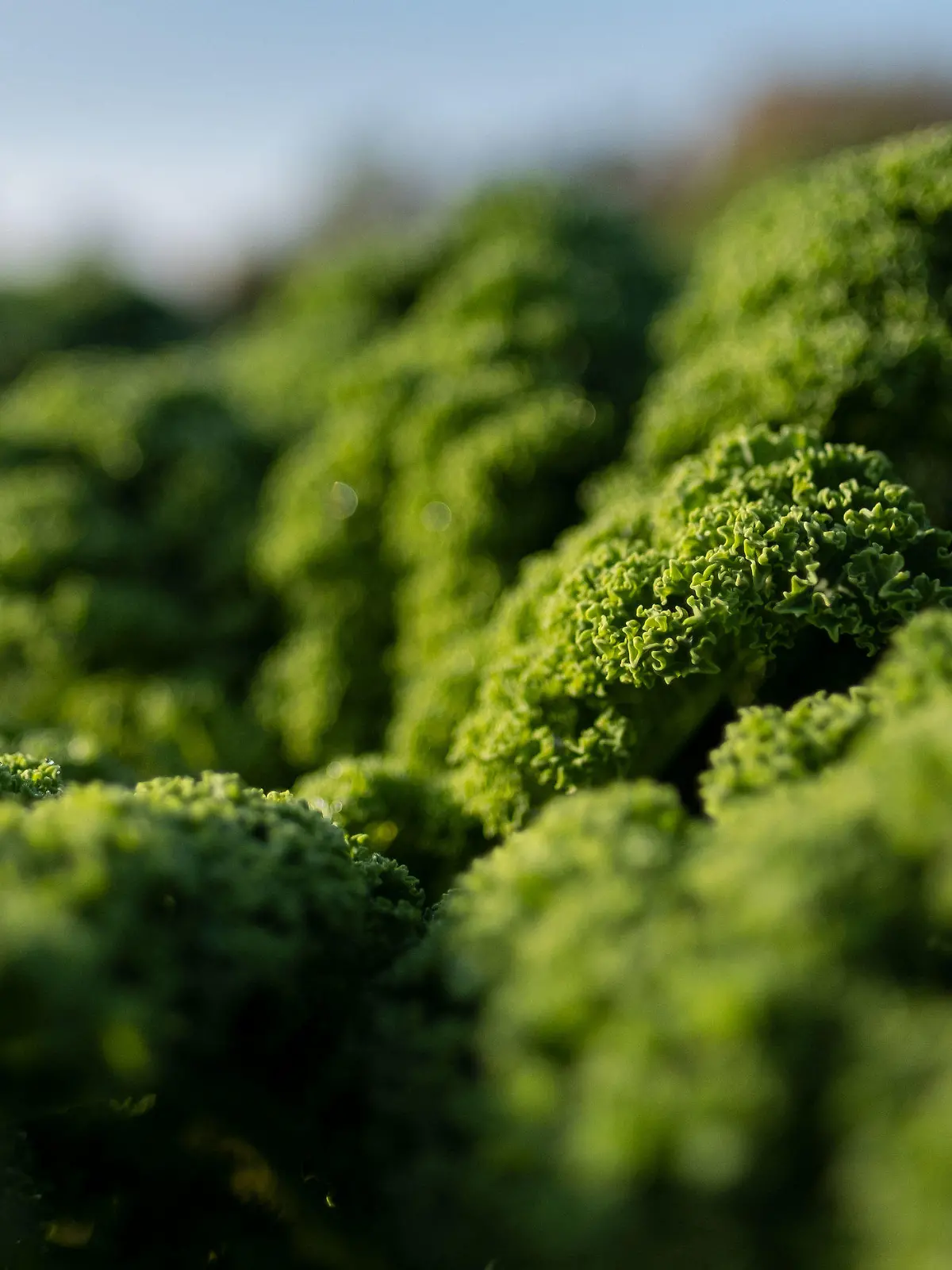 09.11.2019, Niedersachsen, Wunstorf-Liethe: Grünkohl-Pflanzen stehen auf einer Plantage. Braunkohl, Winterkohl, Strunkkohl, Oldenburger oder friesische Palme · über die richtige Bezeichnung für Grünkohl gibt es unterschiedliche Ansichten. In keinem anderen Bundesland wird mehr Grünkohl angebaut als in Niedersachsen. Foto: Peter Steffen/dpa +++ dpa-Bildfunk +++