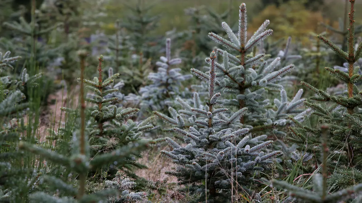 Weihnachtsbaum-Schonung im Sauerland Weihnachtsbaeume im Sauerland am 08.10.2020 in Wenden/Deutschland. *** Christmas tree protection in Sauerland Christmas trees in Sauerland on 08 10 2020 in Wenden Germany