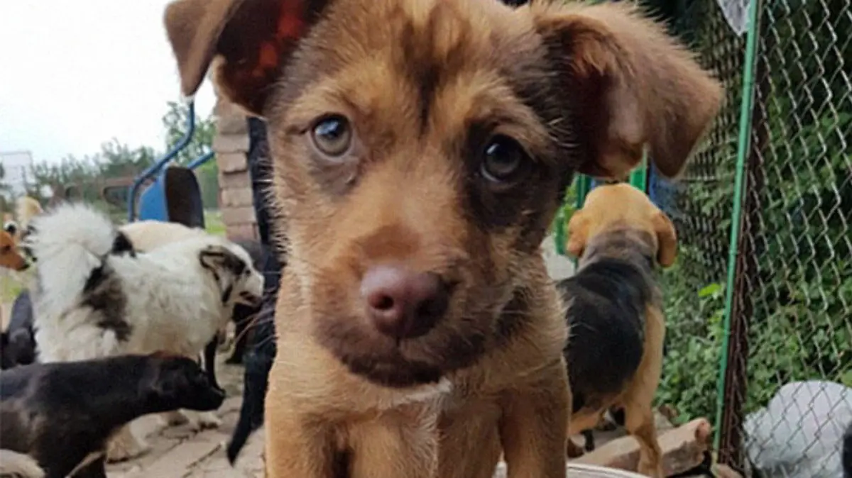 Sasha rettet verlassene Hund und nimmt sie bei sich auf.