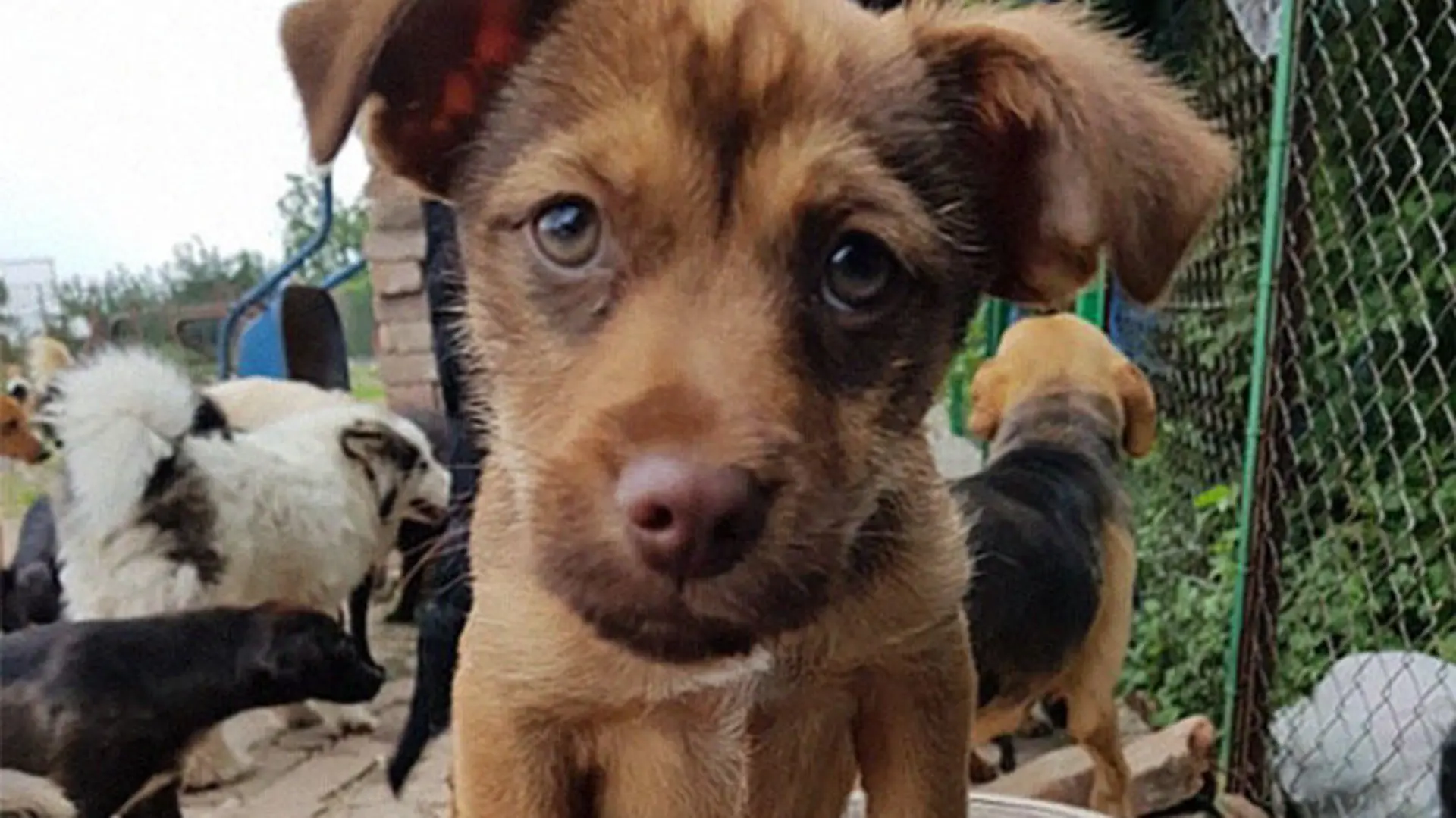Sasha rettet verlassene Hund und nimmt sie bei sich auf.