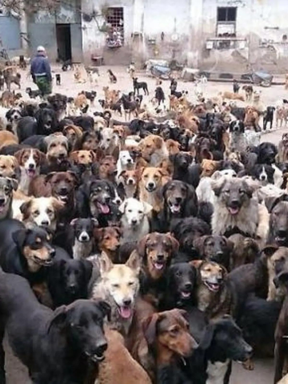 Bild zu: "Sasha gibt 750 Hunden ein Zuhause"