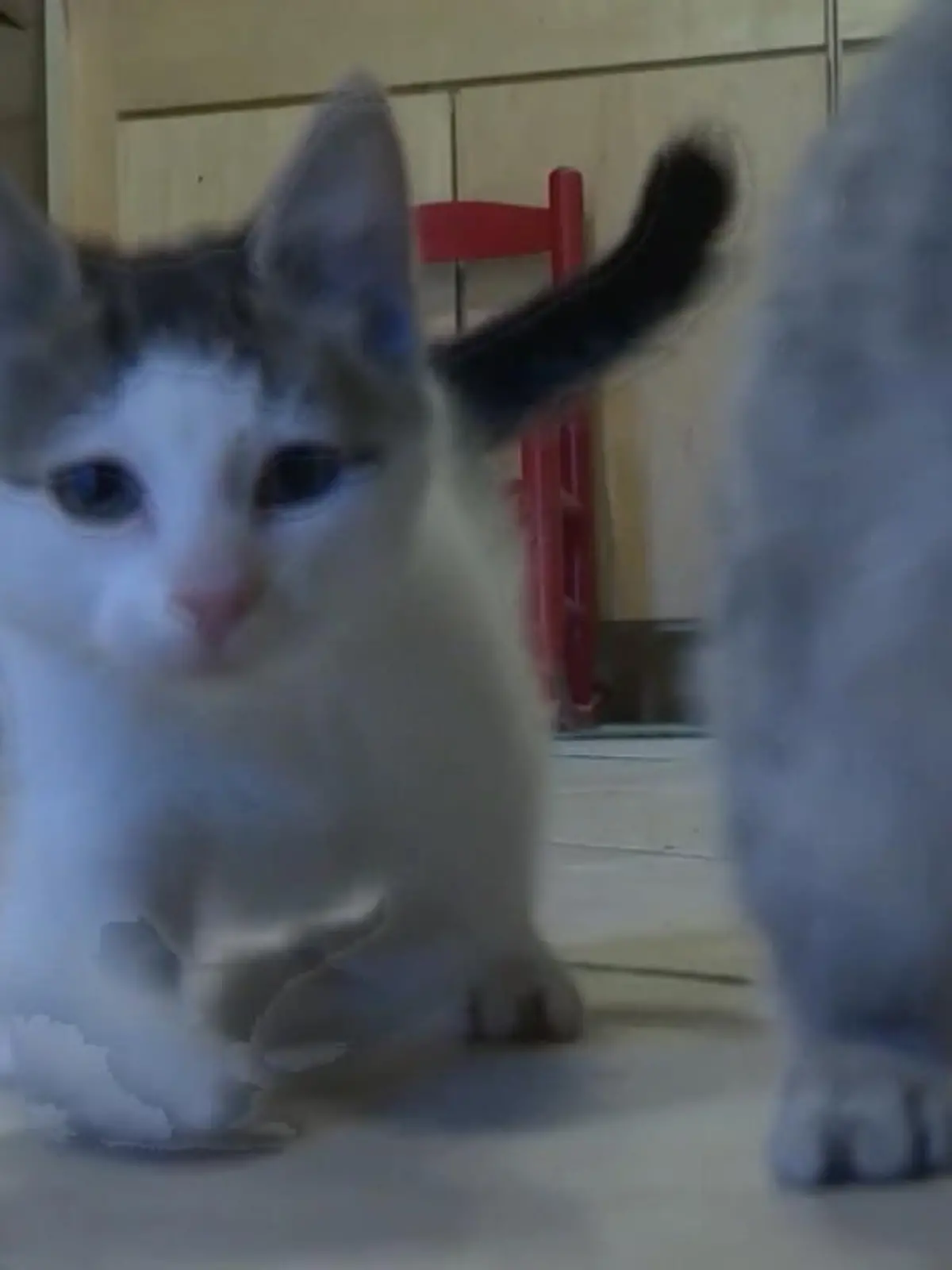 Bild zu: "Kater wegen Känguru-Syndrom ausgesetzt"