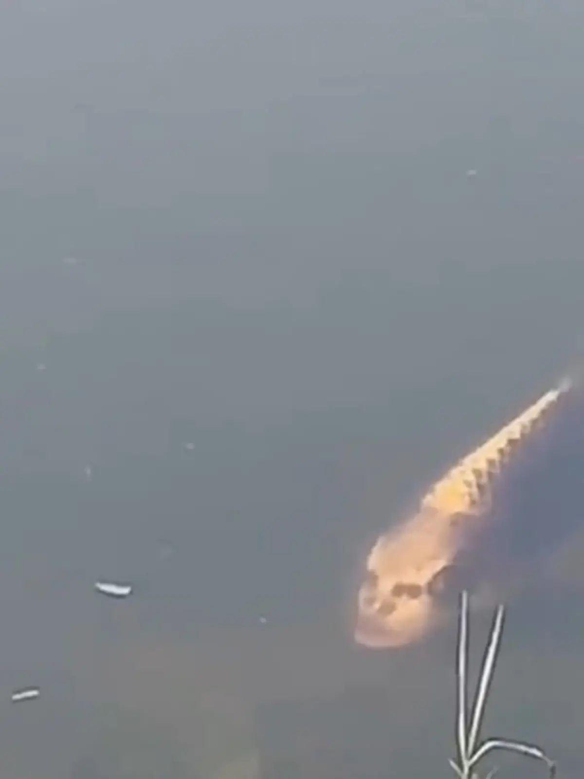 Bild zu: "Rätsel über Fisch mit Menschengesicht"