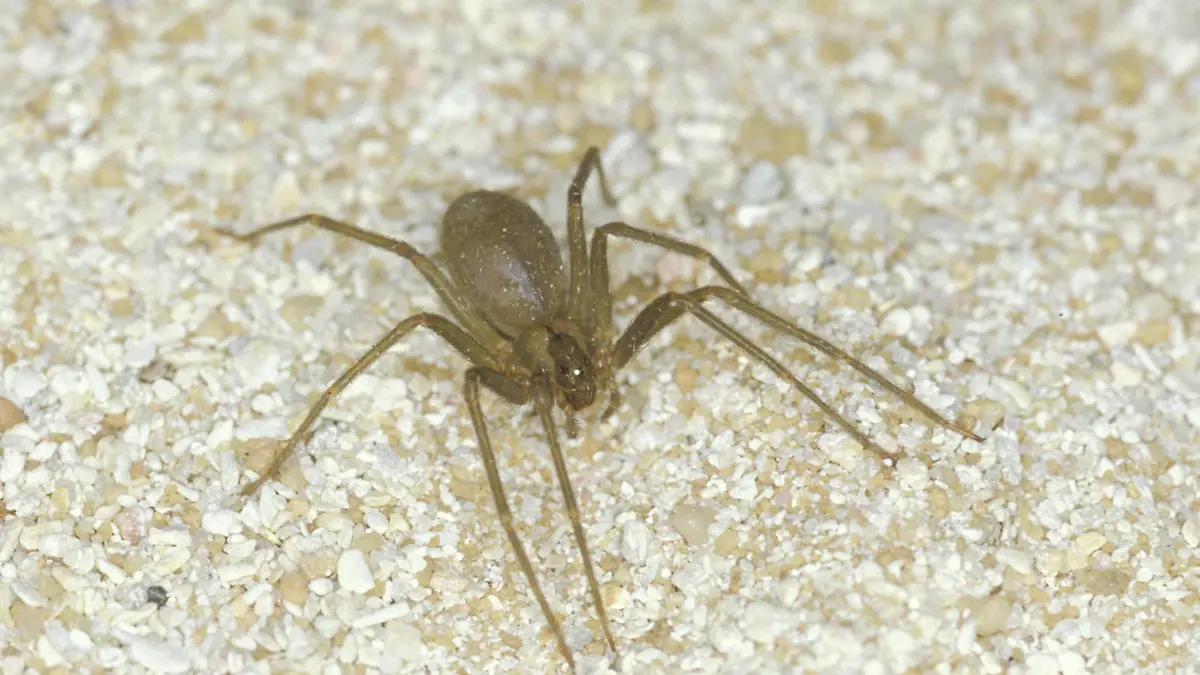 Violin Spider Violin Spider Loxosceles sp.