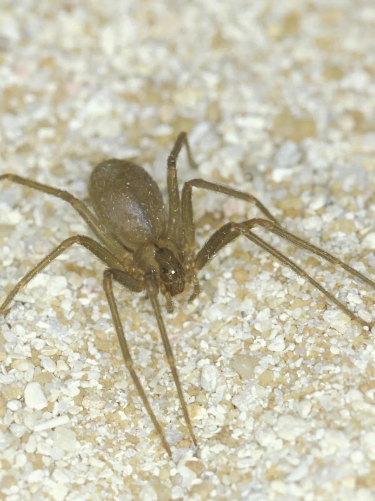 Violin Spider Violin Spider Loxosceles sp.
