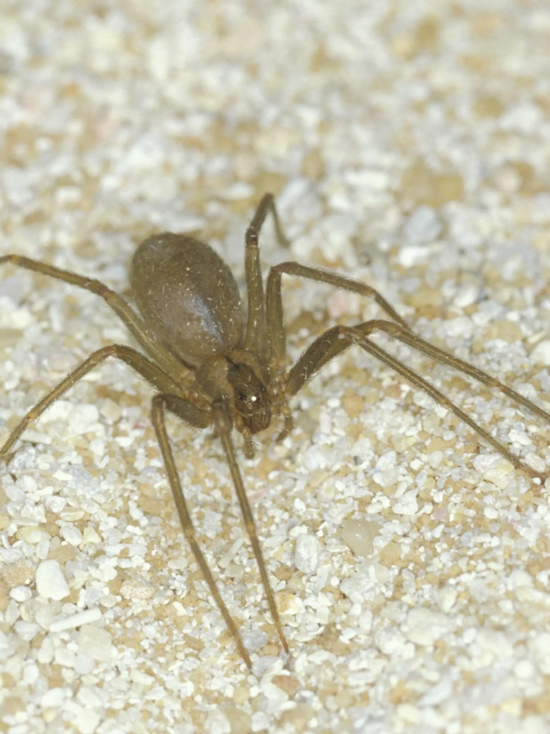 Violin Spider Violin Spider Loxosceles sp.