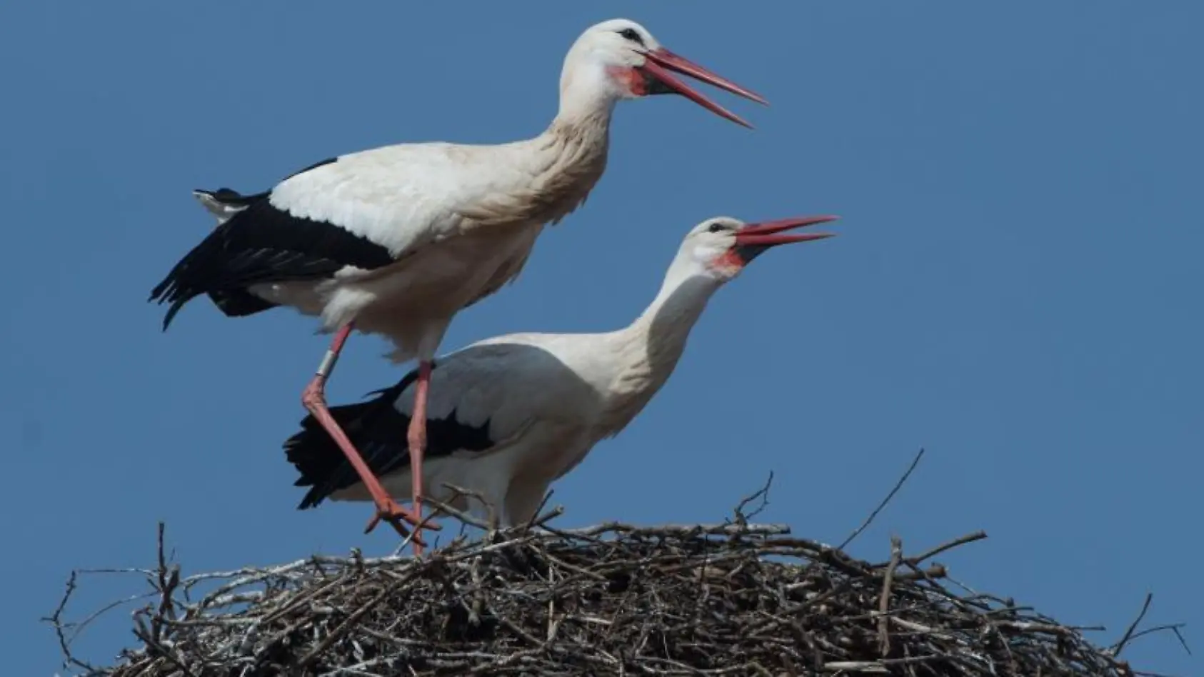 Die Störche sind zurück in Bergenhusen
