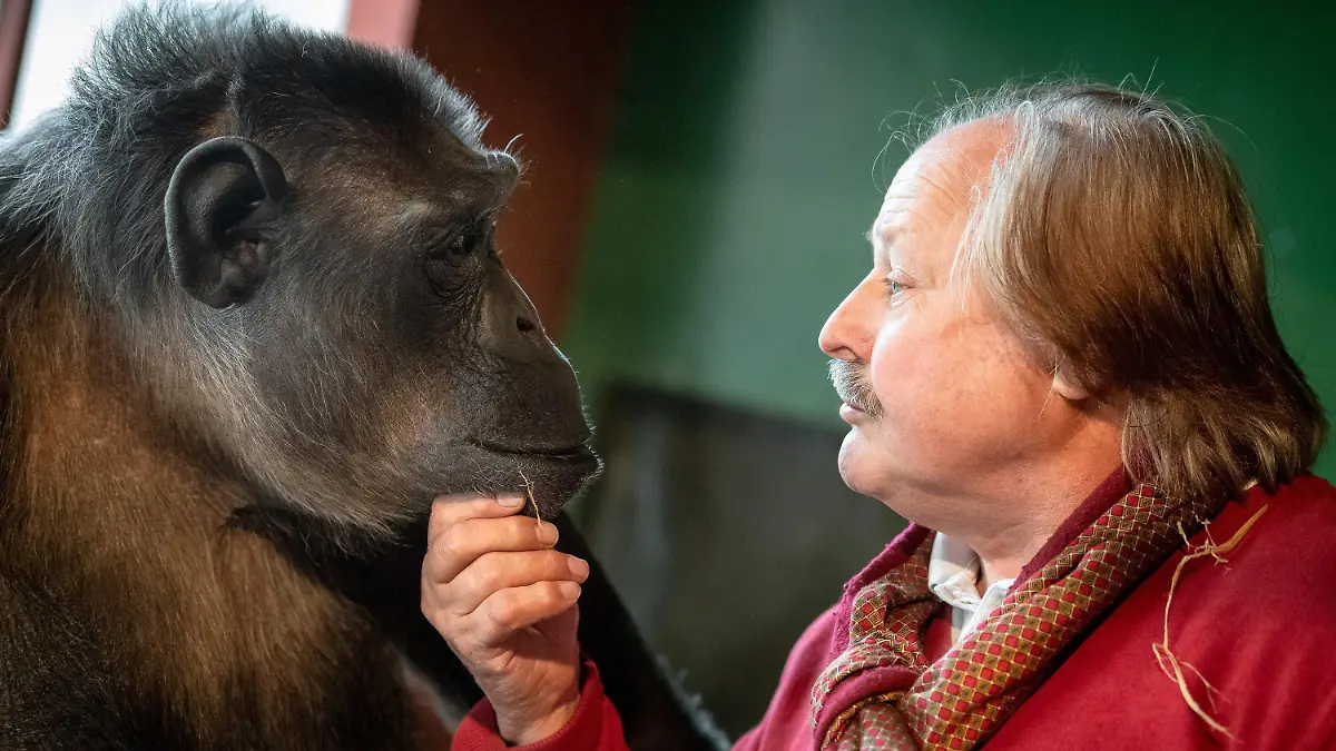 06.11.2019, Niedersachsen, Hannover: Zirkusdirektor Klaus Köhler und Schimpanse Robby sitzen in Robbys Gehege im Zirkus «Belly». Das Gerichtsverfahren um den wohl letzten Zirkusaffen in Deutschland hat vor einem Jahr bundesweit Schlagzeilen gemacht. Das Oberverwaltungsgericht (OVG) Lüneburg hatte entschieden, dass der betagte Affe im Circus Belly bleiben darf. Foto: Sina Schuldt/dpa +++ dpa-Bildfunk +++