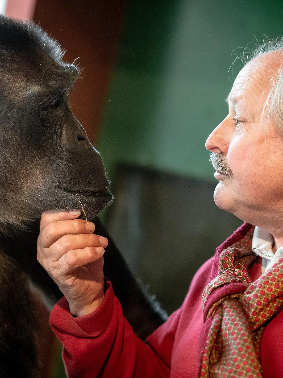 06.11.2019, Niedersachsen, Hannover: Zirkusdirektor Klaus Köhler und Schimpanse Robby sitzen in Robbys Gehege im Zirkus «Belly». Das Gerichtsverfahren um den wohl letzten Zirkusaffen in Deutschland hat vor einem Jahr bundesweit Schlagzeilen gemacht. Das Oberverwaltungsgericht (OVG) Lüneburg hatte entschieden, dass der betagte Affe im Circus Belly bleiben darf. Foto: Sina Schuldt/dpa +++ dpa-Bildfunk +++