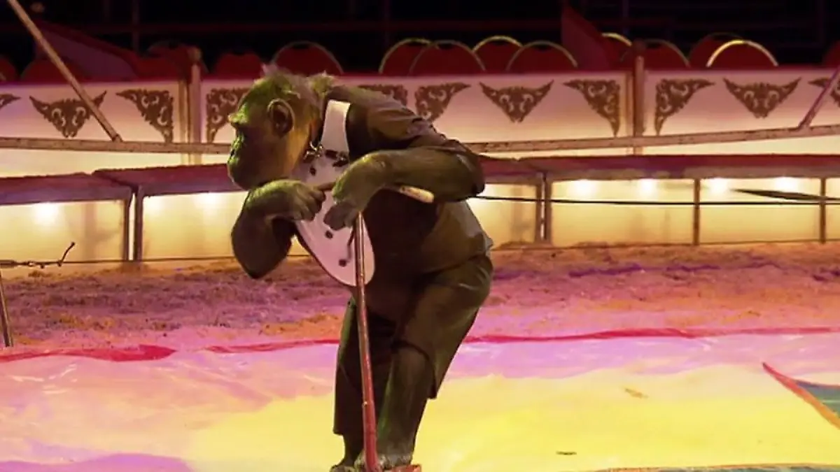 Affe Robby darf im Zirkus bleiben 