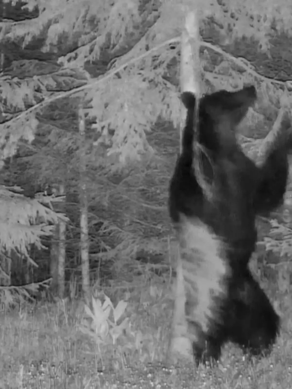 Bild zu: "Dieser Bär ist eine echte Dancing Queen"