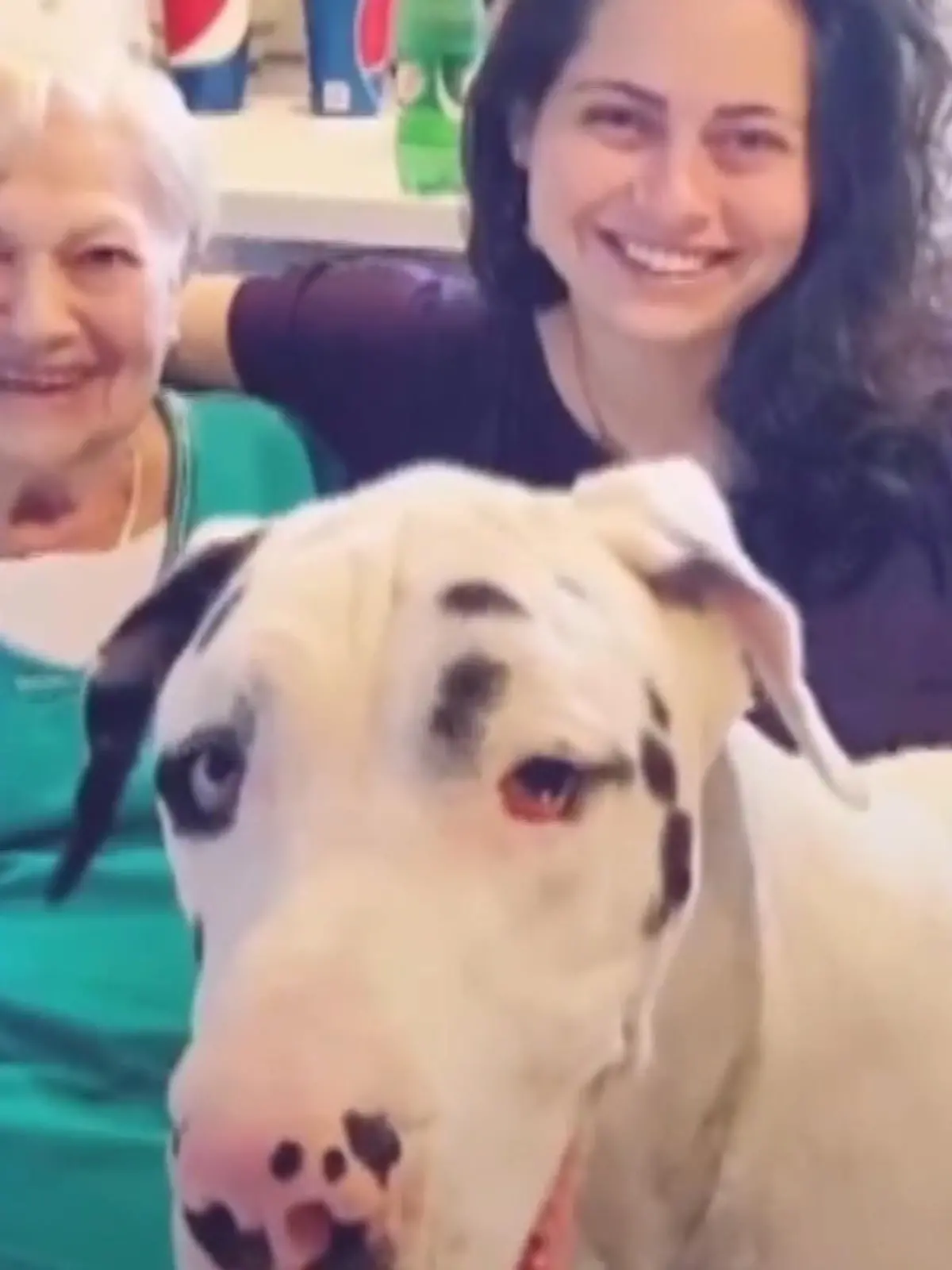Bild zu: "Deutsche Dogge trauert um Oma Nana"