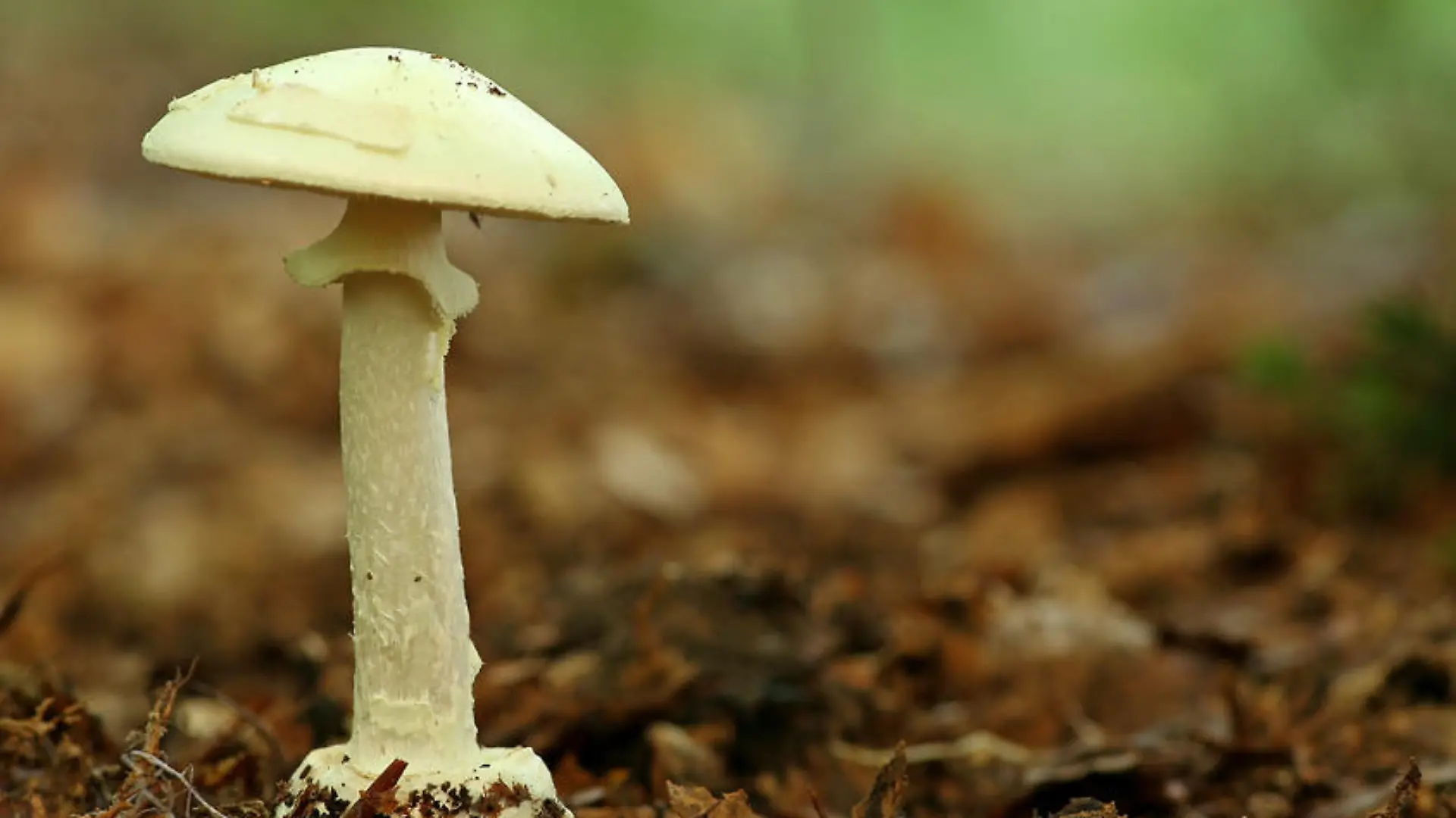 Fotolia 13159218 S pilz.jpg