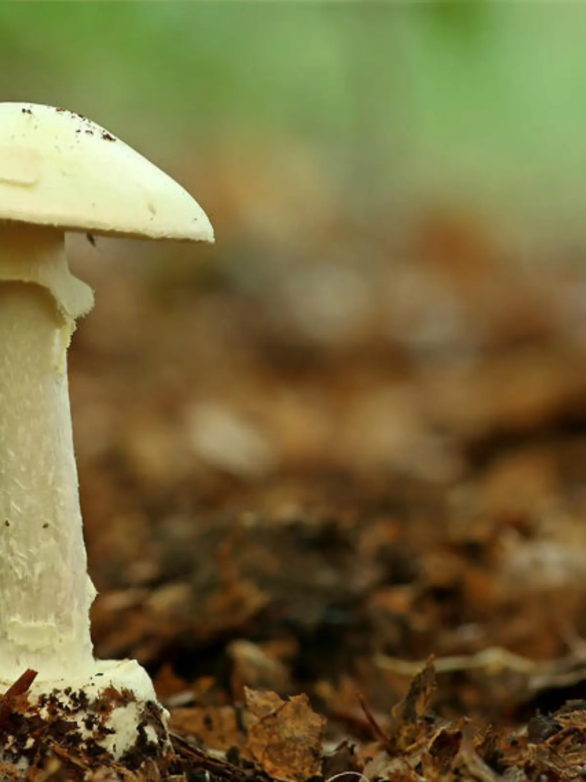 Fotolia 13159218 S pilz.jpg