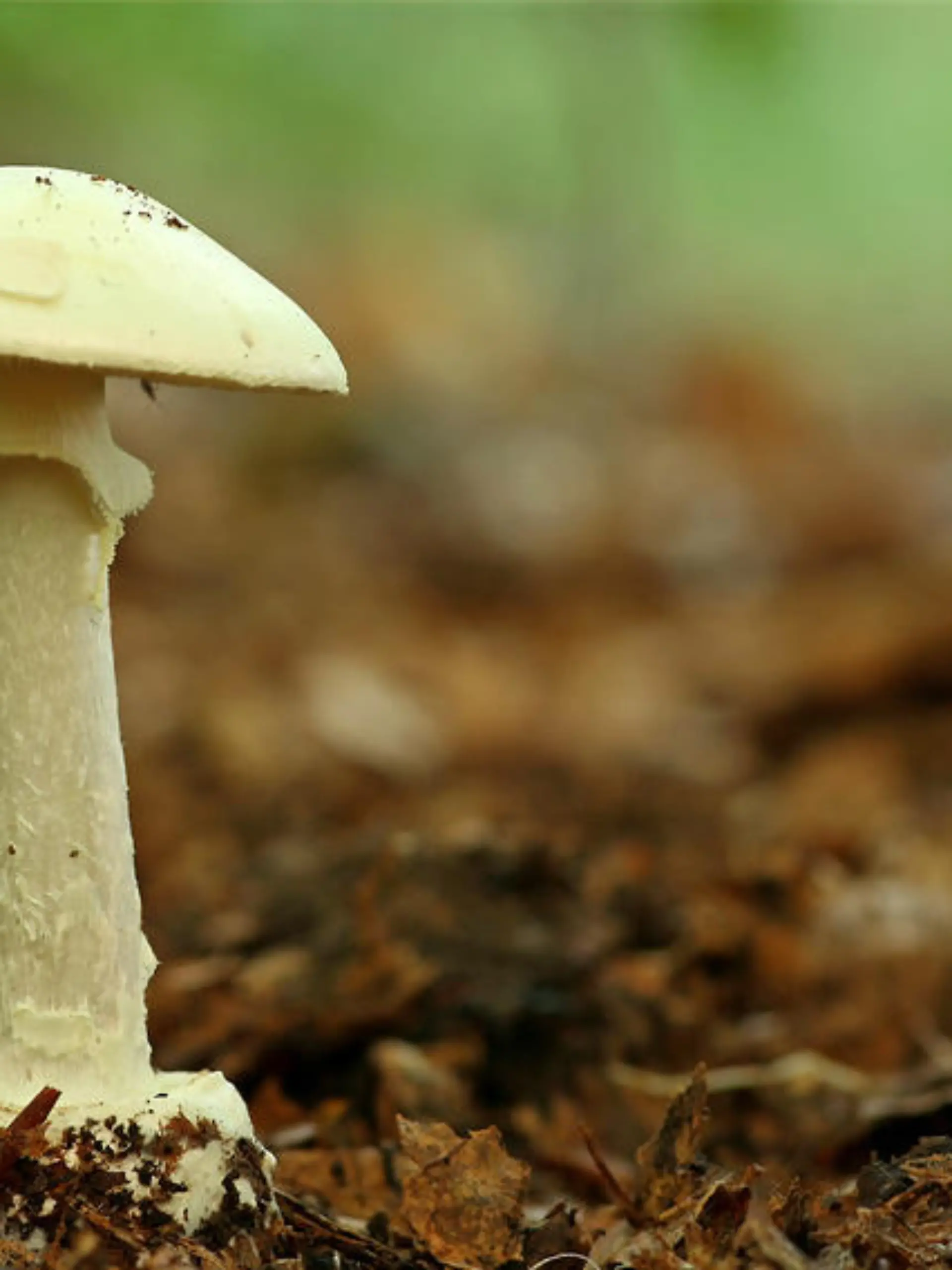 Fotolia 13159218 S pilz.jpg