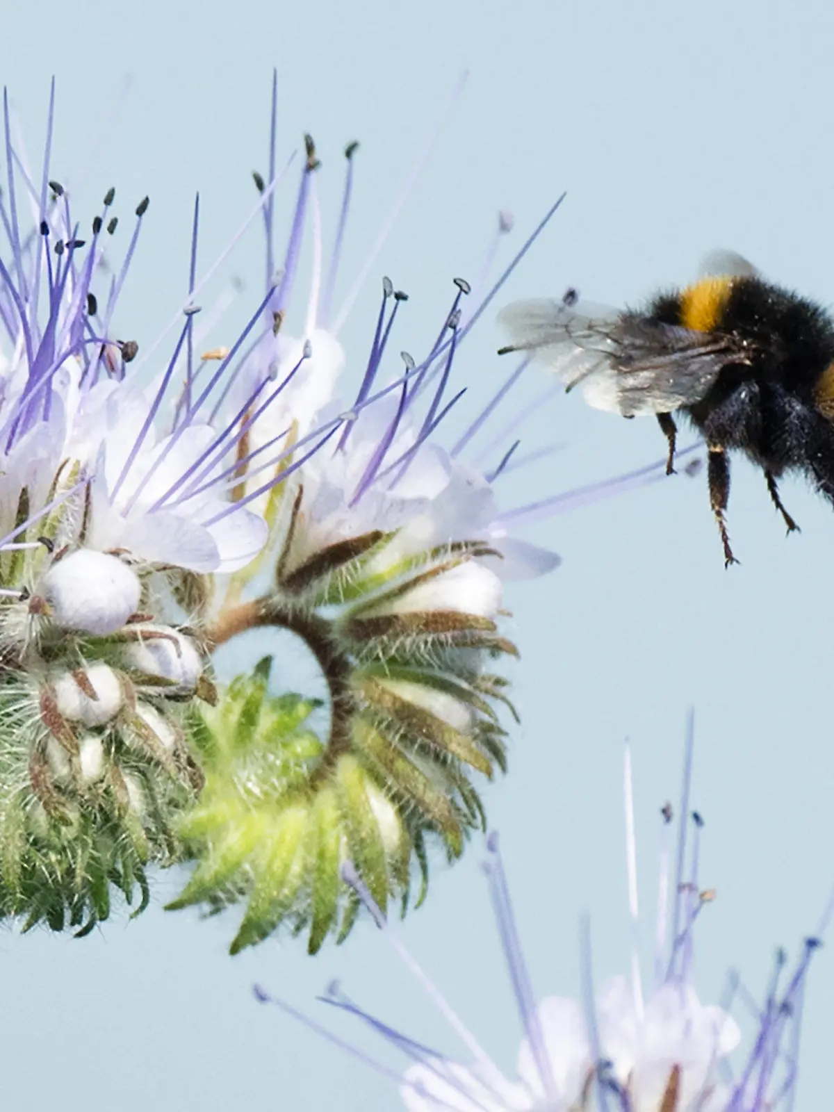 ARCHIV - 23.07.2018, Niedersachsen, Sehnde: Eine Hummel landet auf blühender Phacelia. Die Pflanze wird auch Bienenfreund oder Bienenweide genannt und zieht viele Insekten an. Seit den 90er Jahren beobachten Forscher ein verstärktes Insektensterben. Die Ursache ist noch nicht endgültig geklärt. Die Landesregierung legt in einer Antwort auf eine große Anfrage der Grünen zu dem Thema dar, was Niedersachsen gegen das Phänomen unternimmt. Foto: Julian Stratenschulte/dpa +++ dpa-Bildfunk +++