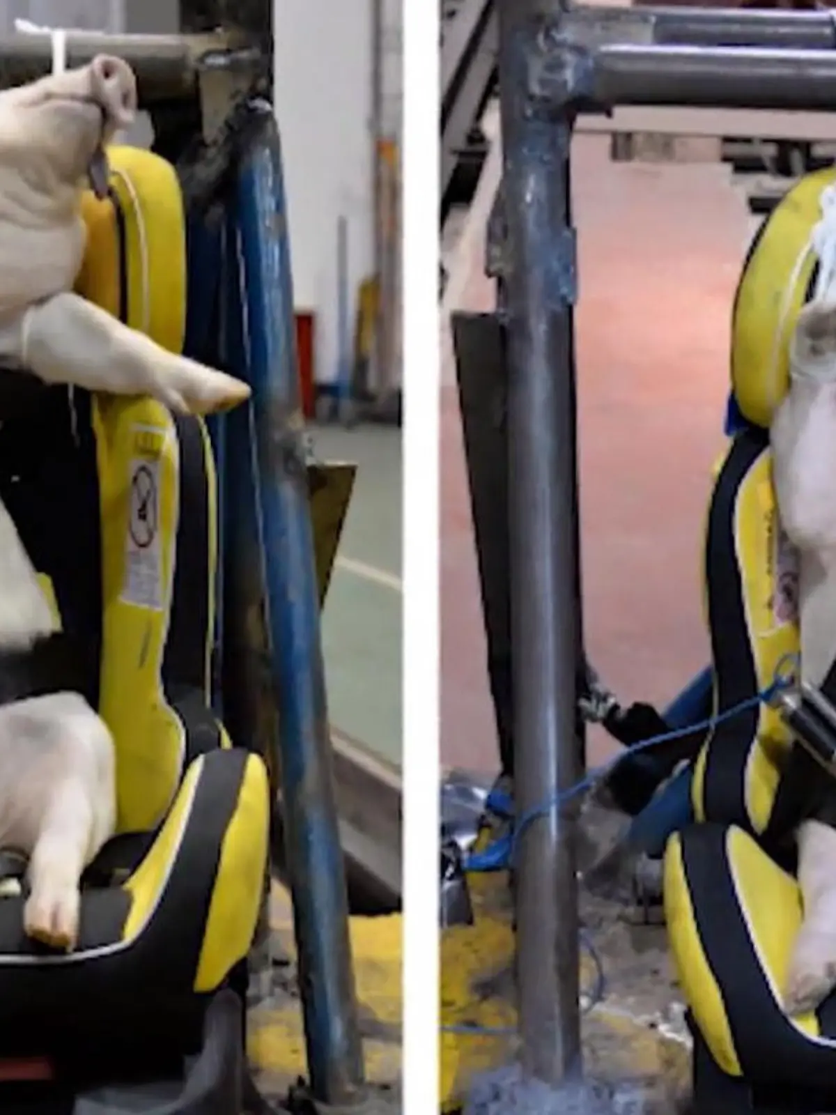 Bild zu: "Kindersitz-Crashtest mit Schweinchen"