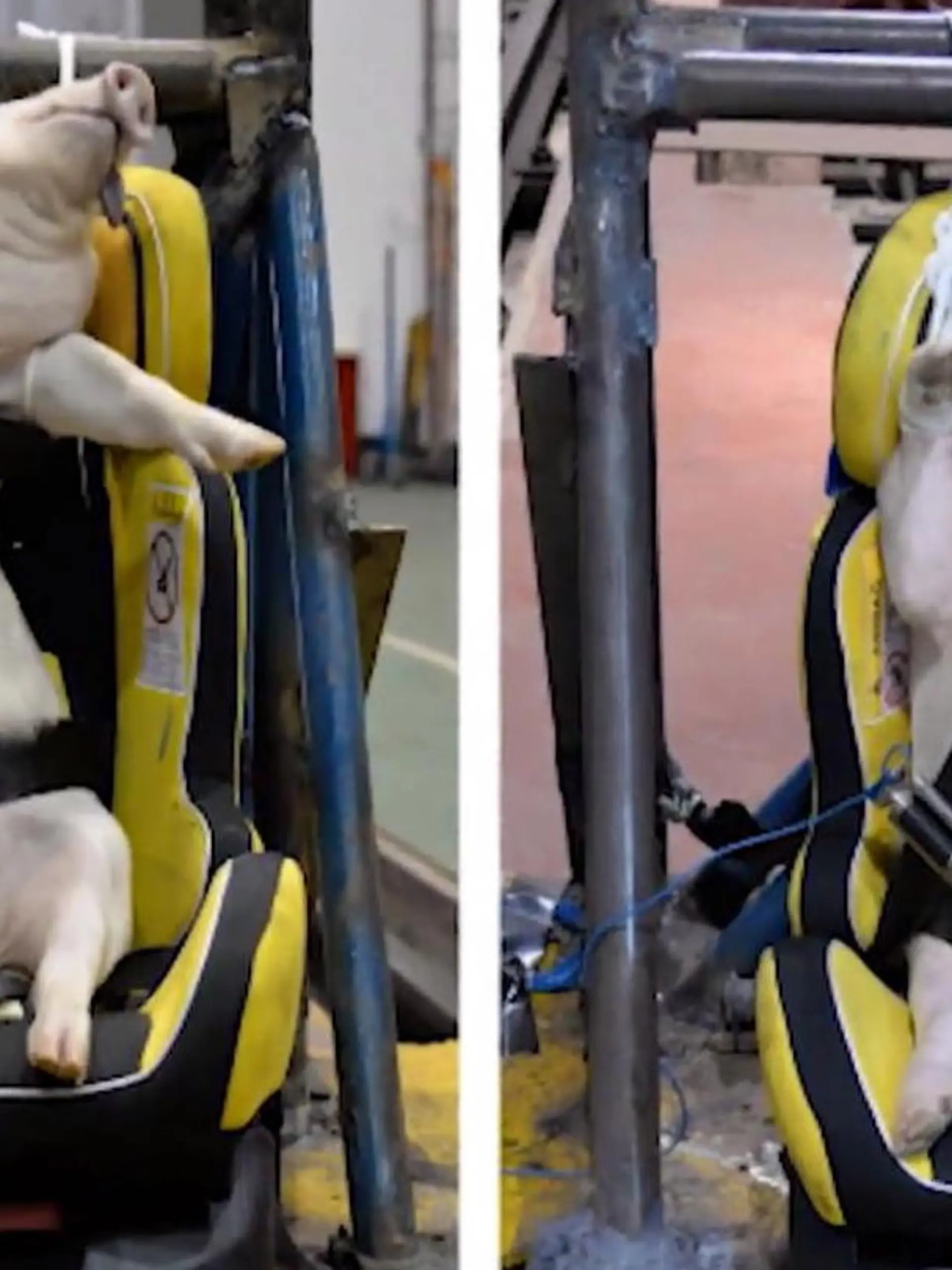 Bild zu: "Kindersitz-Crashtest mit Schweinchen"