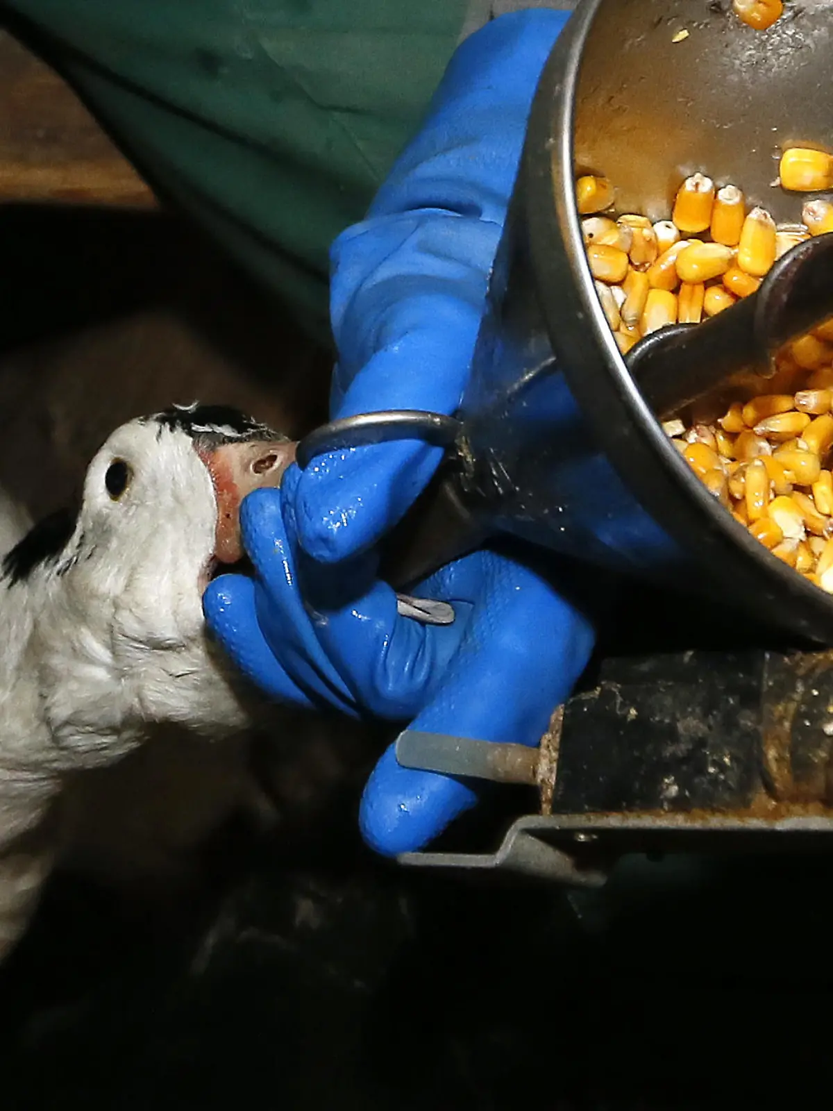 Stopfleber-Gans wird mit Mais gemästet.