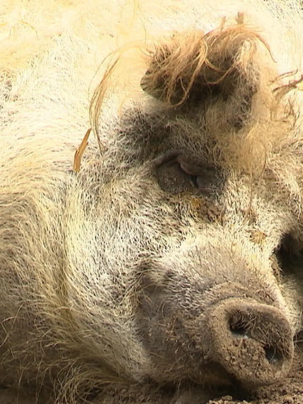 Bild zu: "Eine zweite Chance für gequälte Tiere"