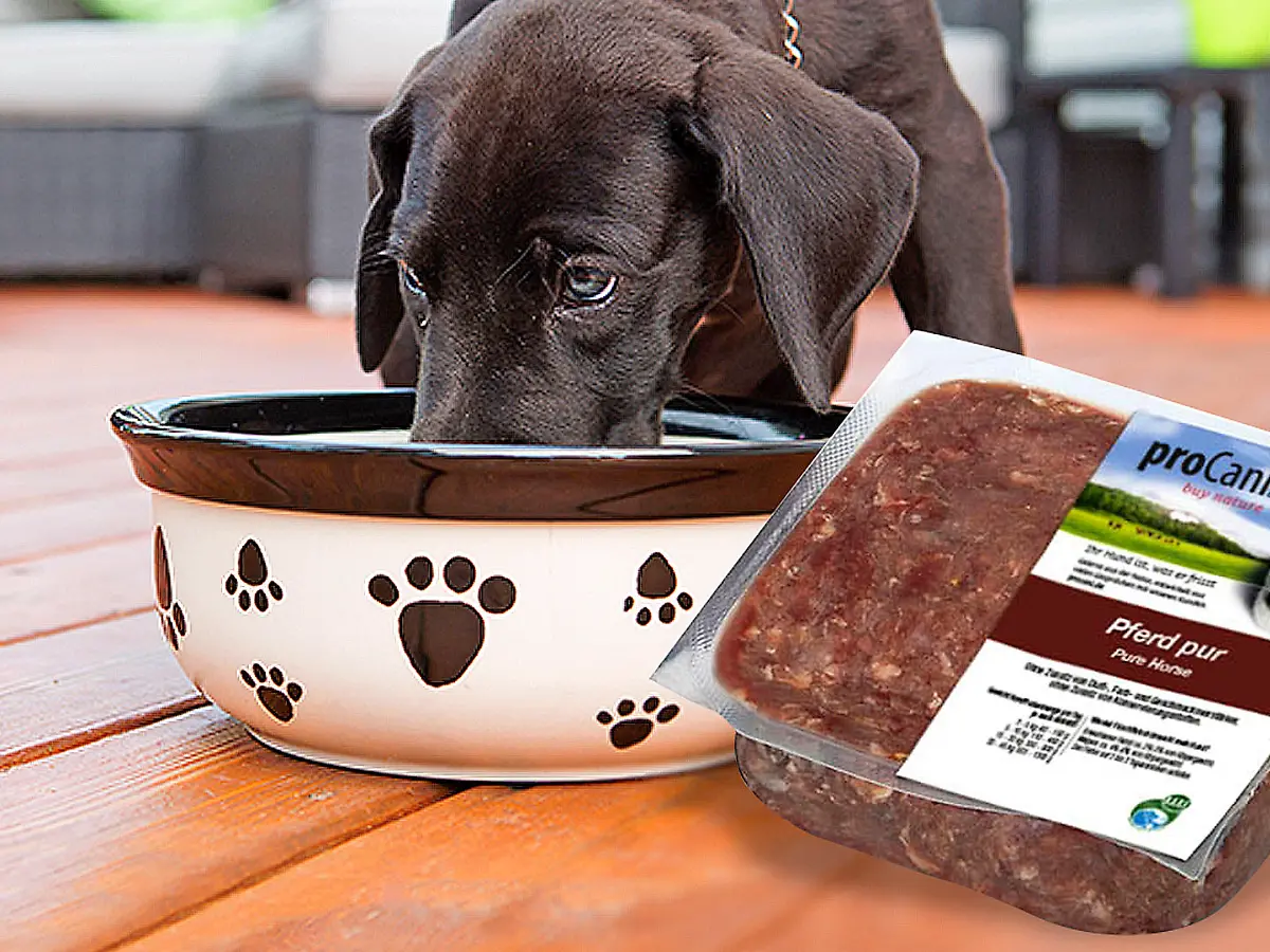 Bei Rewe und toom verkauft: B.A.F. Group ruft proCani Hundefutter wegen  Salmonellen zurck