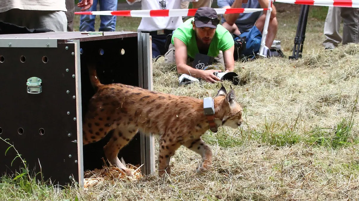 ARCHIV - 30.07.2016, Rheinland-Pfalz, Waldleiningen: HANDOUT - Ein Luchs wird im Pfälzerwald ausgewildert. Fünf Fälle überbordender öffentlicher Ausgaben aus Rheinland-Pfalz hat der Bund der Steuerzahler in seinem neuen bundesweiten Schwarzbuch angeprangert. Darunter auch das Projekt zur Wiederansiedlung der Luchse im Pfälzerwald. Foto: Siegfried Schuch/dpa +++ dpa-Bildfunk +++